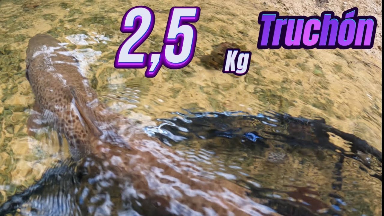 Pesca de trucha a ninfa de 2,5kg