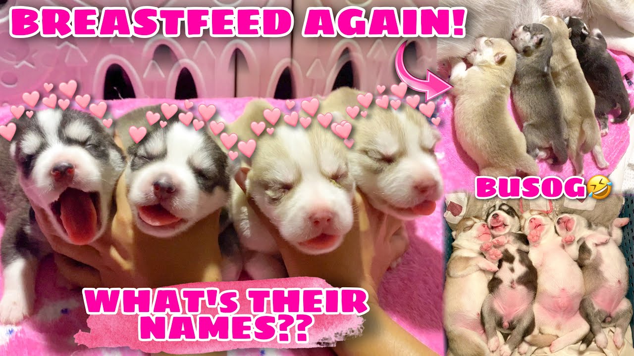 We Gave Them Their Names! | Back To Breastfeeding! | Husky Pack TV