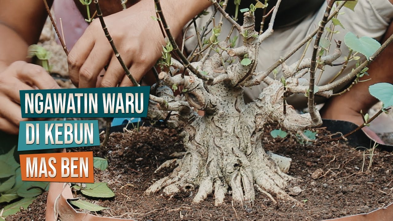 Proses Pengawatan dan Pembentukan Anak Cabang Bonsai Waru Taiwan Di Kebun Ground Mas Ben