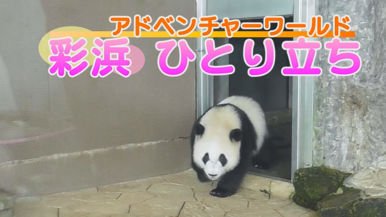 彩浜　ひとり立ち　和歌山県白浜町のアドベンチャーワールド