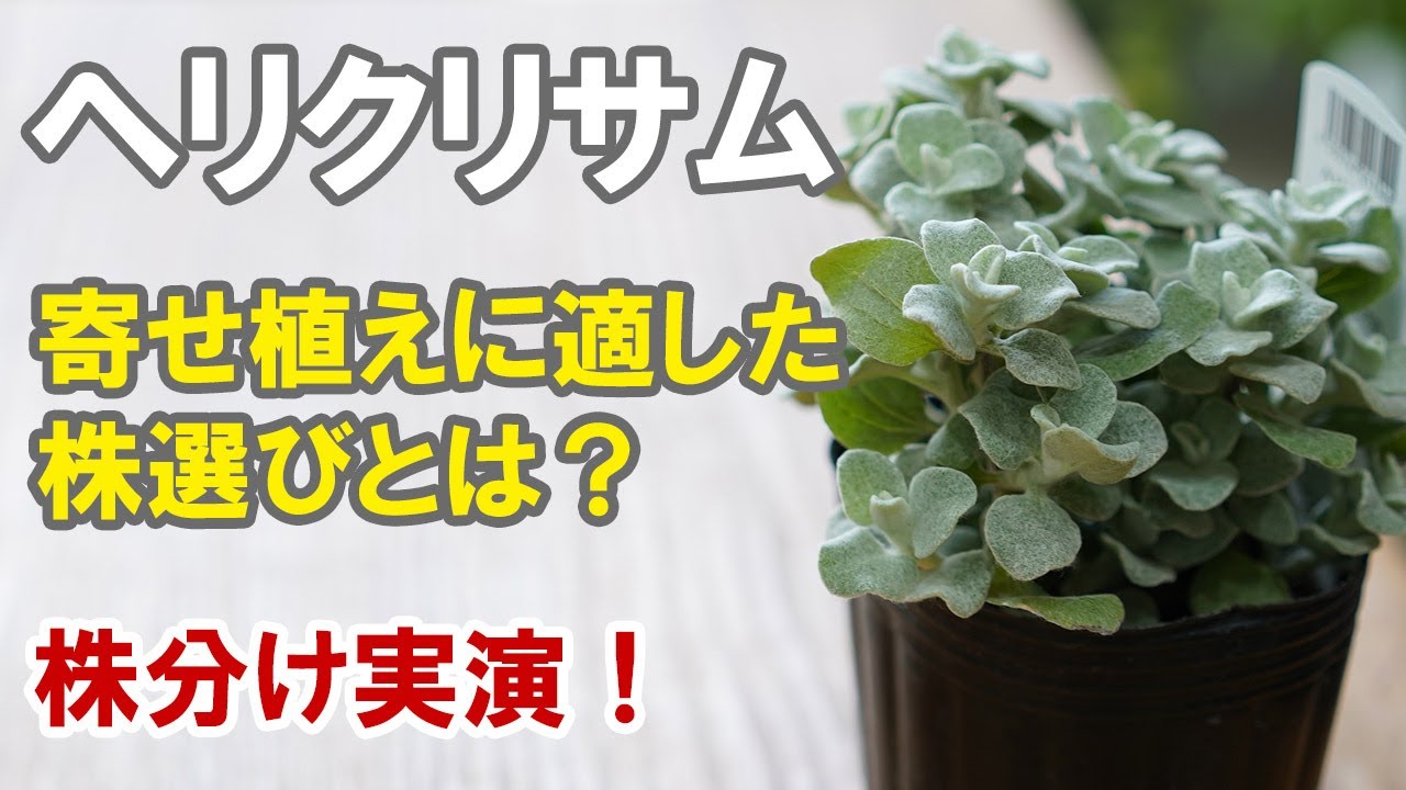 ヘリクリサムの育て方 株分け 摘心 寄せ植えの指南