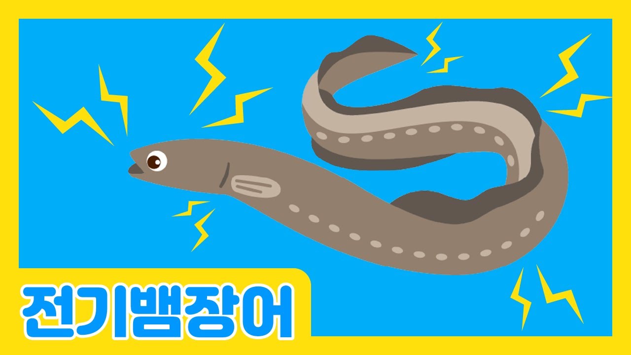 전기뱀장어⚡ | 800볼트 전기 충격 조심❗ | 물속 장기자랑 | 바다동물 | 자연관찰 | 바다생물 | 로티프렌즈 | LOTTY FRIENDS