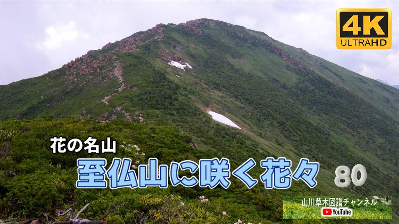 花の名山　至仏山に咲く花々 80 【山川草木図譜チャンネル】