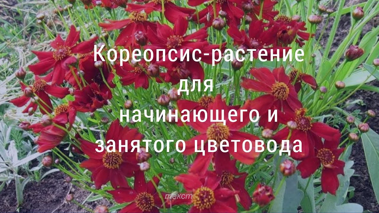 Кореопсис для начинающих и занятых цветоводов