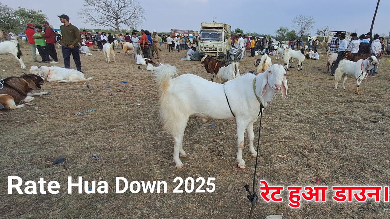 BHOPAL BAKRA MANDI 2025 Aaj ka vlog
