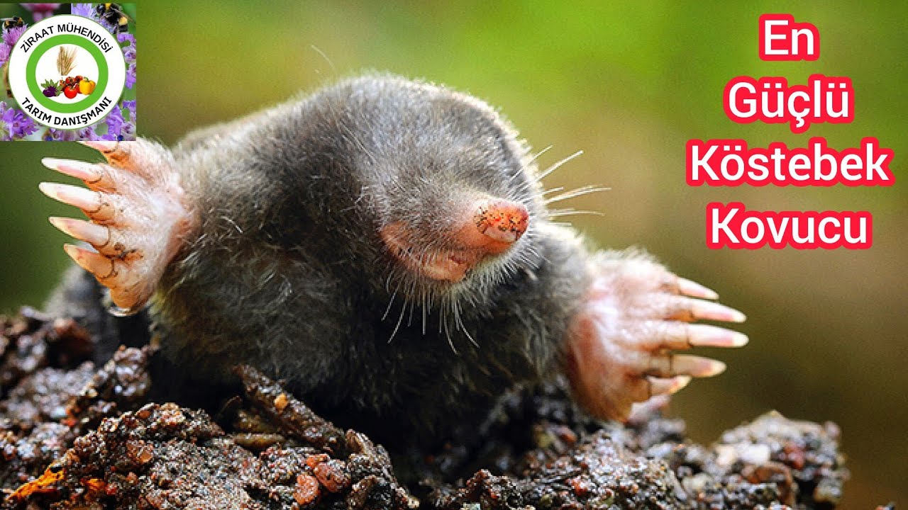 Bahçedeki Köstebekler 1 Gecede Yok oluyor🦦En Güçlü Köstebek Kovucu🦦Yıllardır Bahçeme Köstebek Gelmez