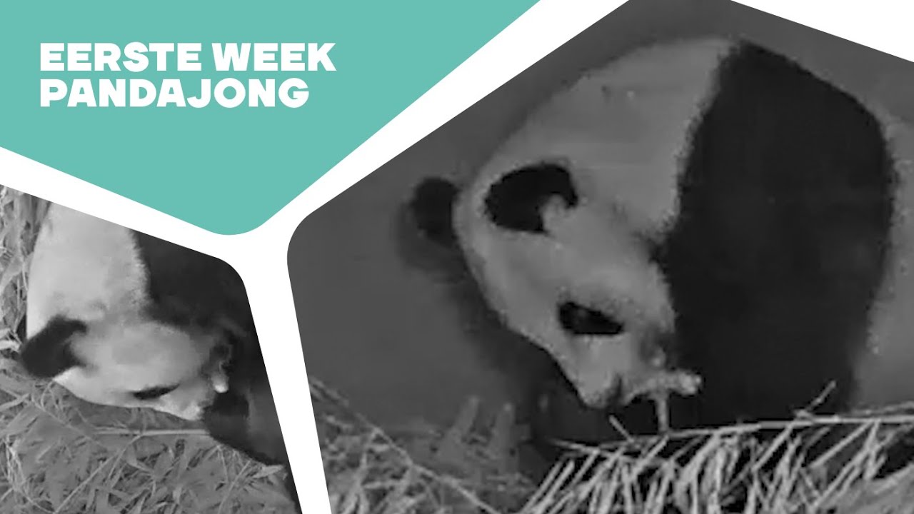 🐼 PANDAKRAAMHOLCAM #1 - DE EERSTE WEEK | Kraamholbeelden reuzenpandajong in Ouwehand 2024