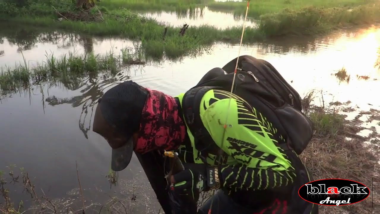 Pemancing Betok Belajar Casting