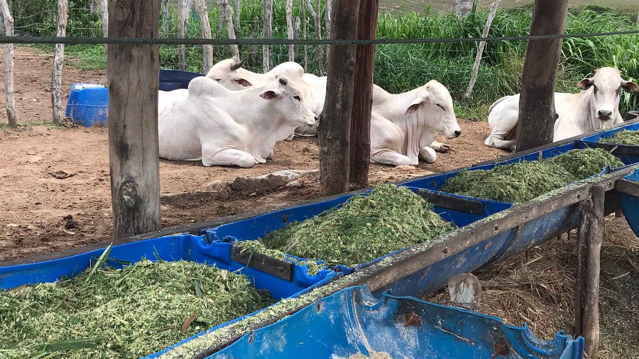 #COMO MELHORAR O #MANEJO COM RECRIA E ENGORDA NO #CAPIAÇU.