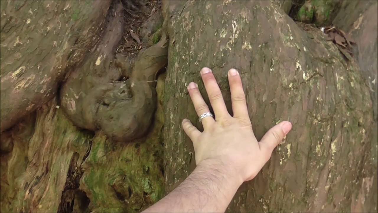 The Ancient King Yew at East Wood, Woolaston