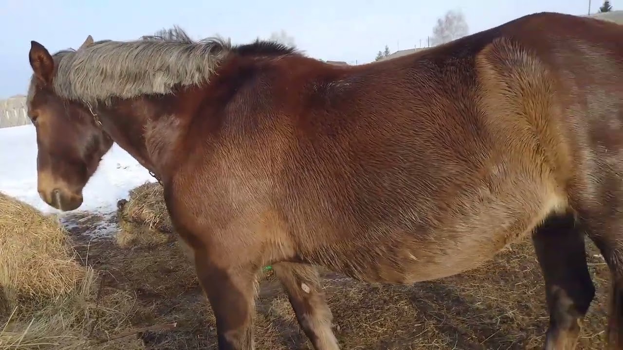 Кабыла наливает вымя, ждем пополнение! 