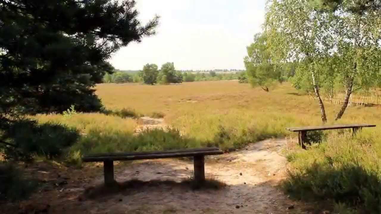 Die Behringer Heide bei Bispingen, Lüneburger Heide