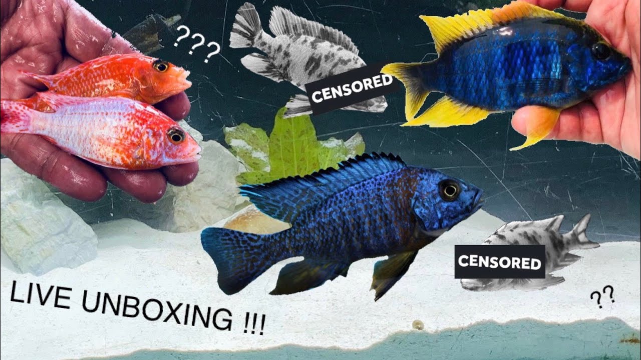 MYSTERY OB GRAB BAG ?? // We Ordered $160 Worth of Fish