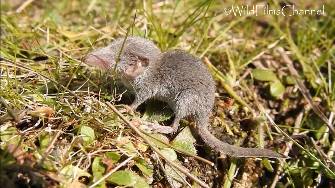Musgaño enano o Musarañita alimentándose (Suncus etruscus) - Etruscan shrew