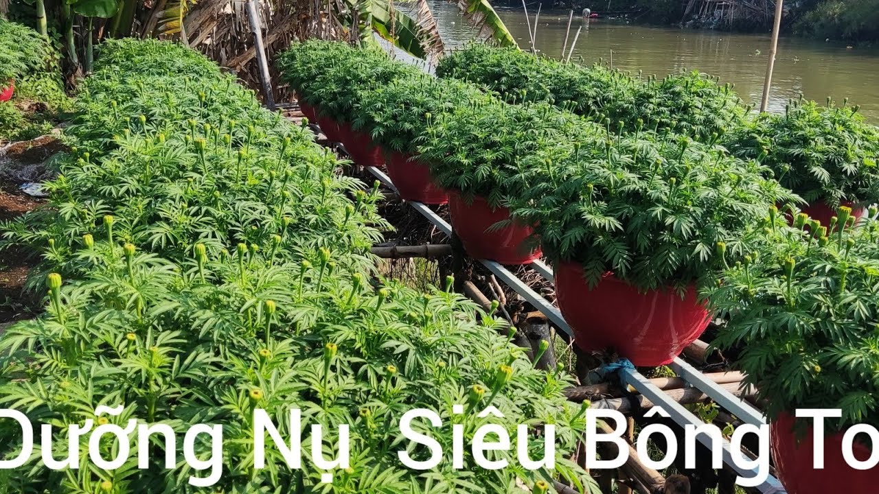 Phun Dưỡng  Siêu Nụ To Bông Giúp Vạn Thọ Đạt Cực Đại 