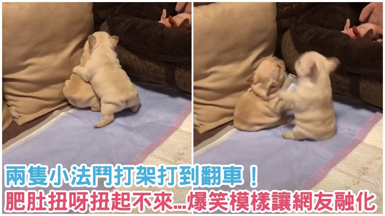 兩隻小法鬥打架打到「翻車」！小肥肚扭呀扭卻爬不起來...超爆笑模樣讓網友都融化啦！