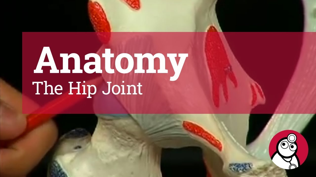 Anatomy: The Hip Joint
