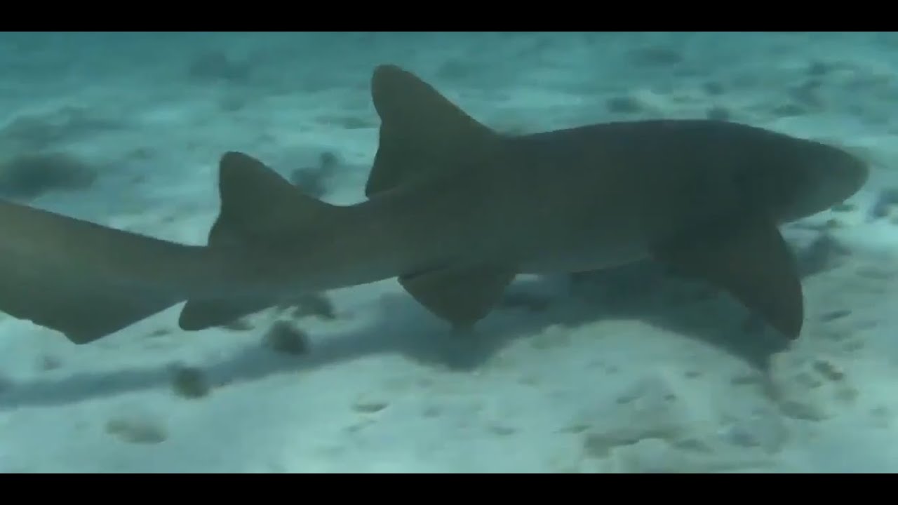 Wild Animal Survival Documentary 4K | Scorpion vs Frog, Shark Hunting & Birds in Nature