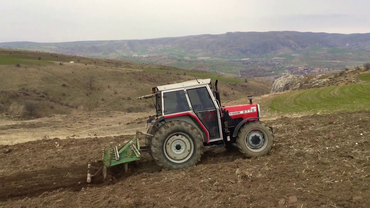 Massey Ferguson 277 Gold Mercimek yeri hazırlama.