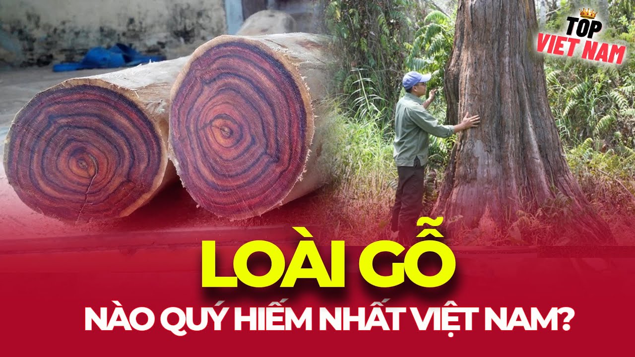 LOÀI GỖ QUÝ HIẾM NHẤT VIỆT NAM? – CÂU CHUYỆN VỀ THỨ ĐANG BIẾN MẤT TRONG IM LẶNG