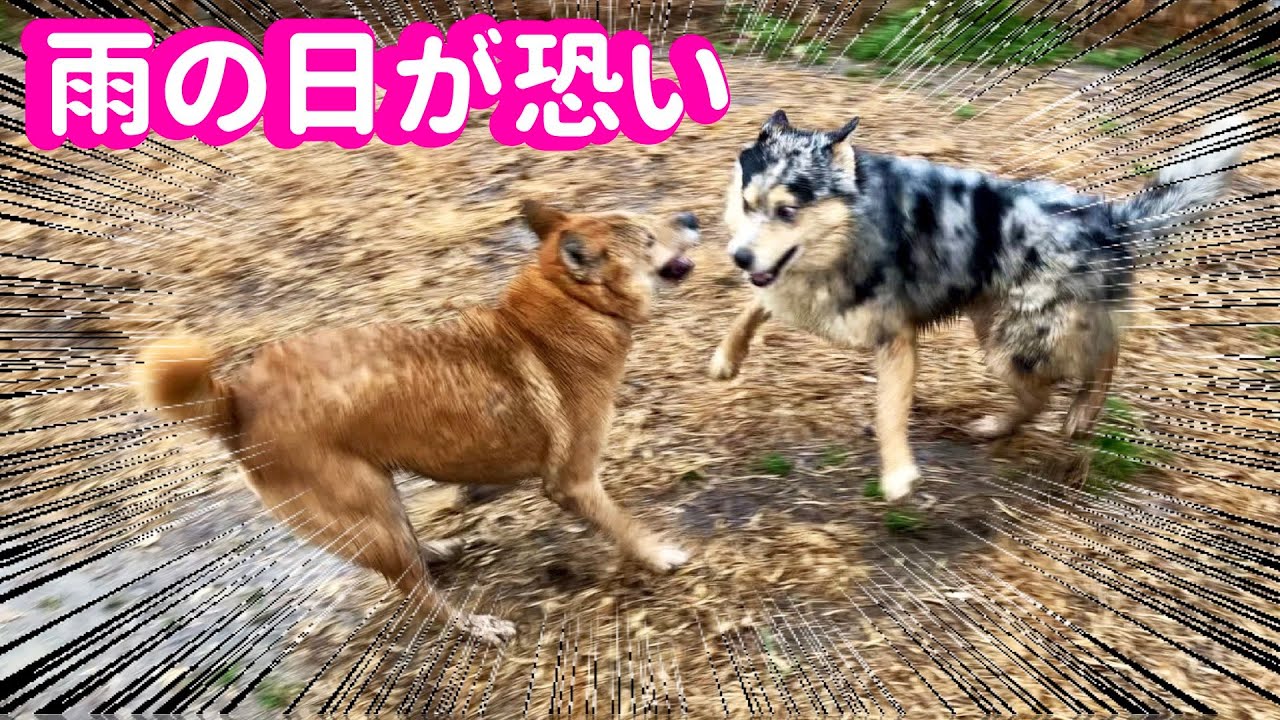 恐怖を感じる雨のシェルター 保護っ子達はお構い無しで遊んでくれます