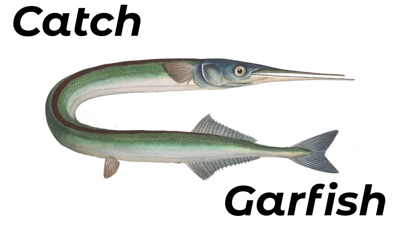How To Catch Garfish (Shore Fishing UK and Europe) - Beginners And Improvers - Sea Fishing Tutorial