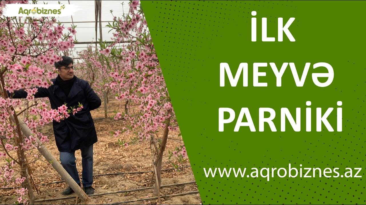 Azərbaycanda ilk meyvə istixanası