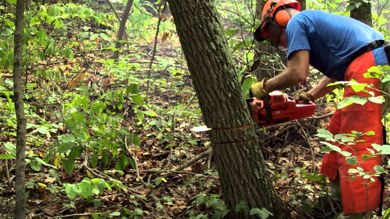 Removing Competition in Your Forest | Indiana DNR