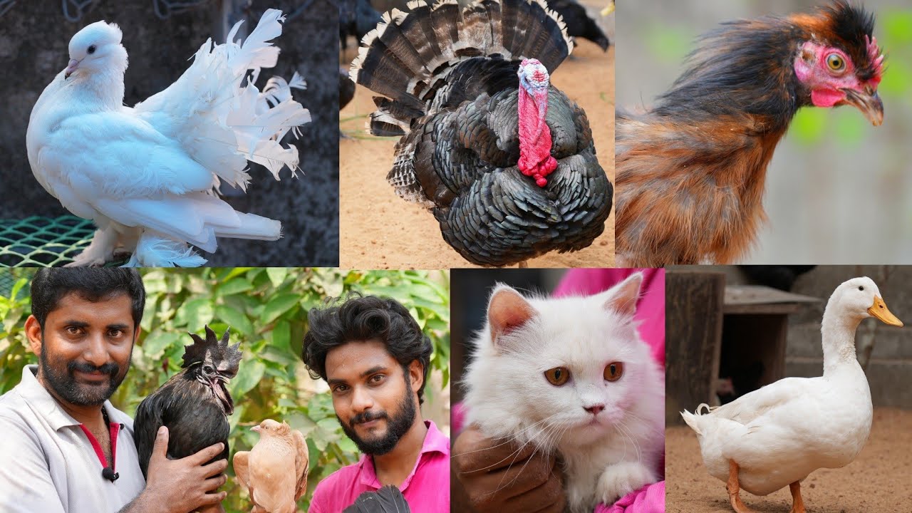 ഇവിടെ എല്ലാം ഉണ്ട് | Mixed farming visit