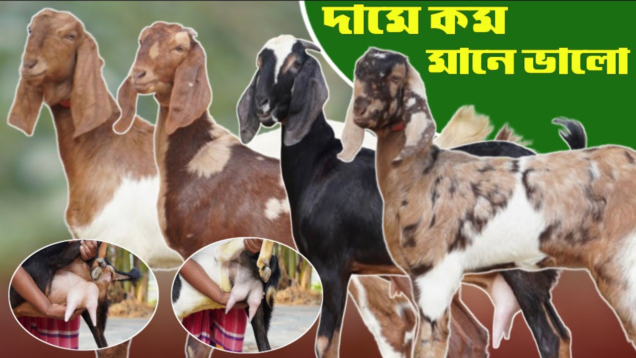 টপ কোয়ালিটি বাছাইকৃত খামার উপযোগী ছাগল কালেকশন | দুধের ছাগল গাভিন ছাগলের নিউ লট | 