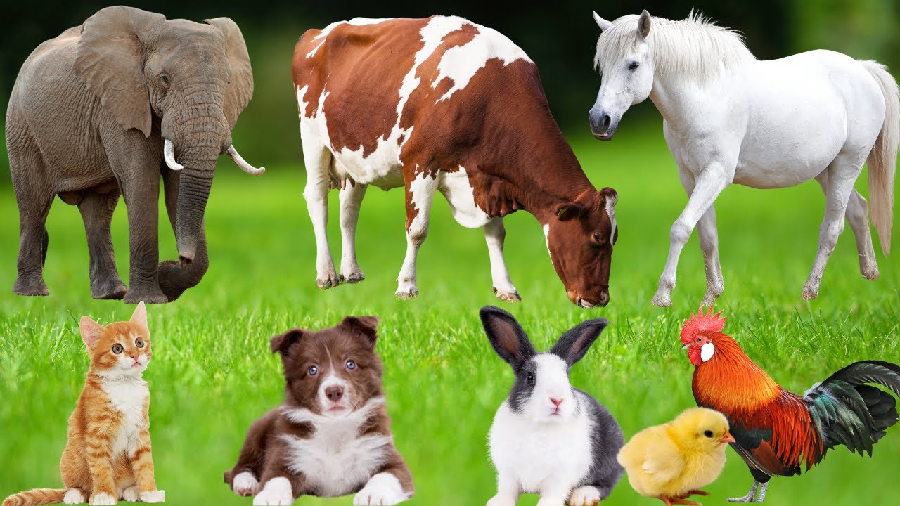 Farm Animals: Sheep, Elephant, Cow, Hippopotamus, Dog, Pig, Chicken, Duck, Cat – Farm Animal Sounds