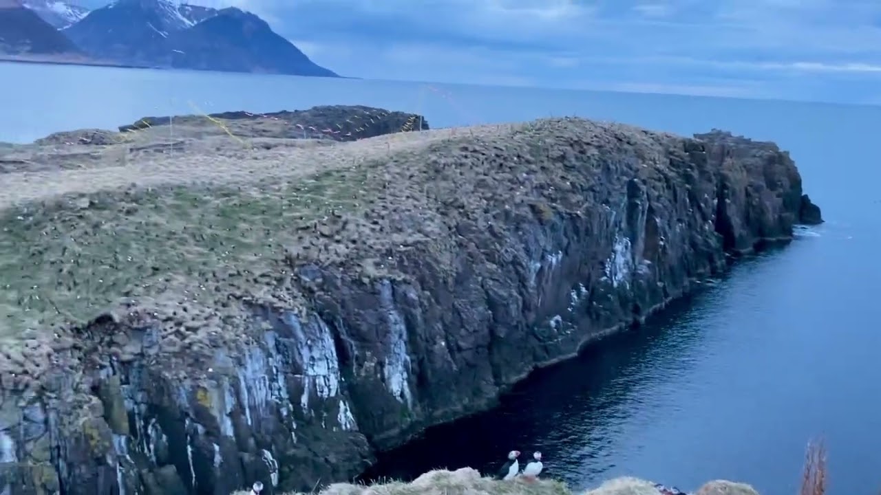 Best place to see puffins in Iceland. Borgarfjordur Eystri. #puffins #iceland #birds #nature