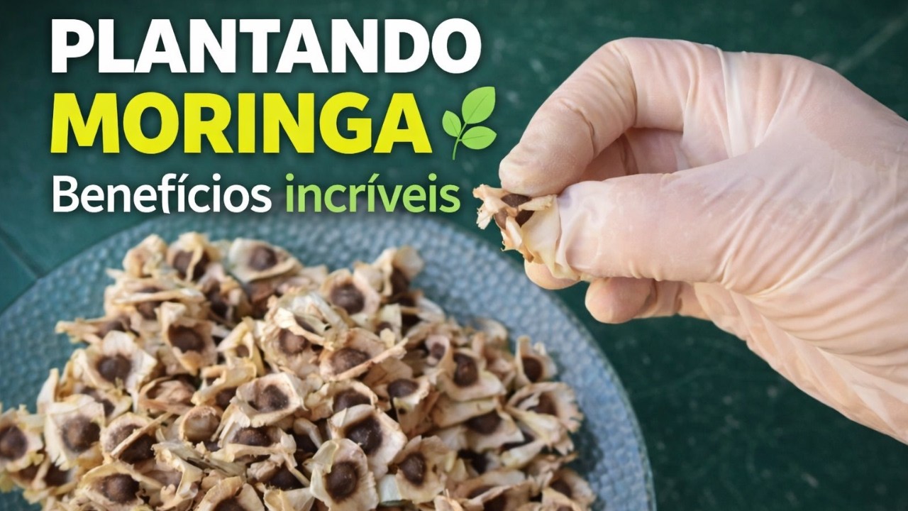 Como plantar moringa em casa e aproveitar seus benefícios