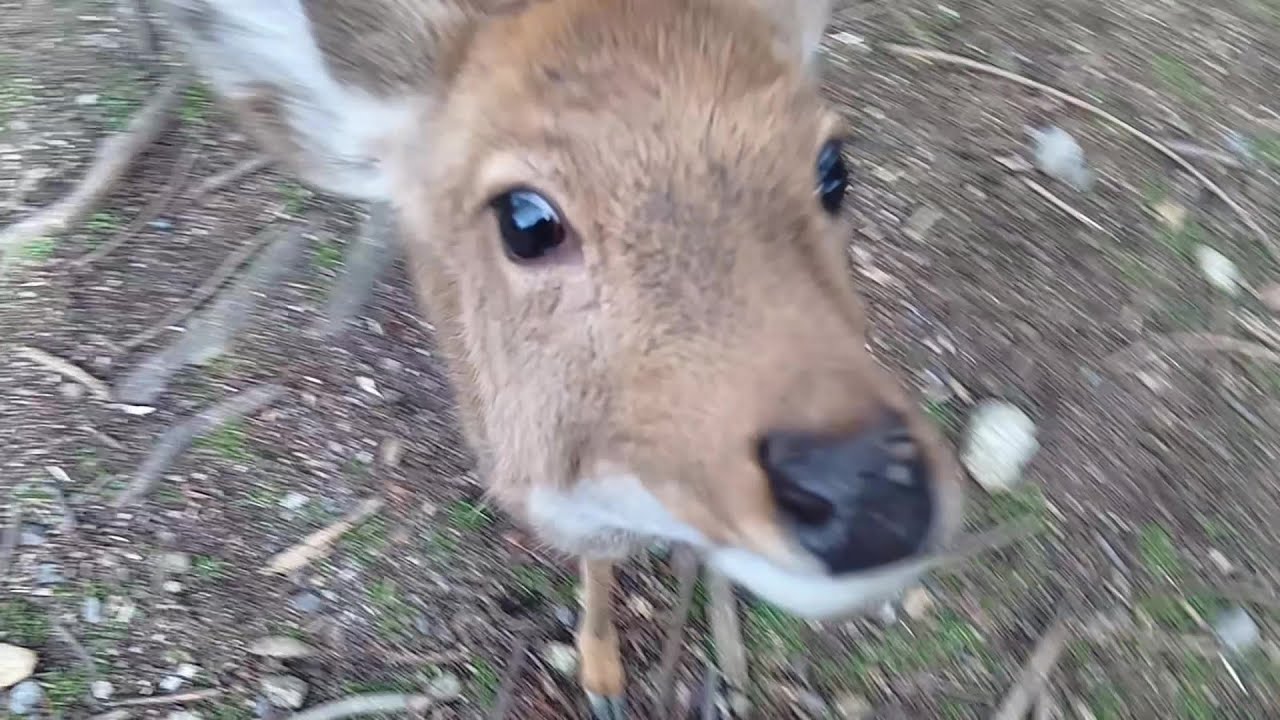 Fawn of Nara Park #83 奈良公園の子鹿さん