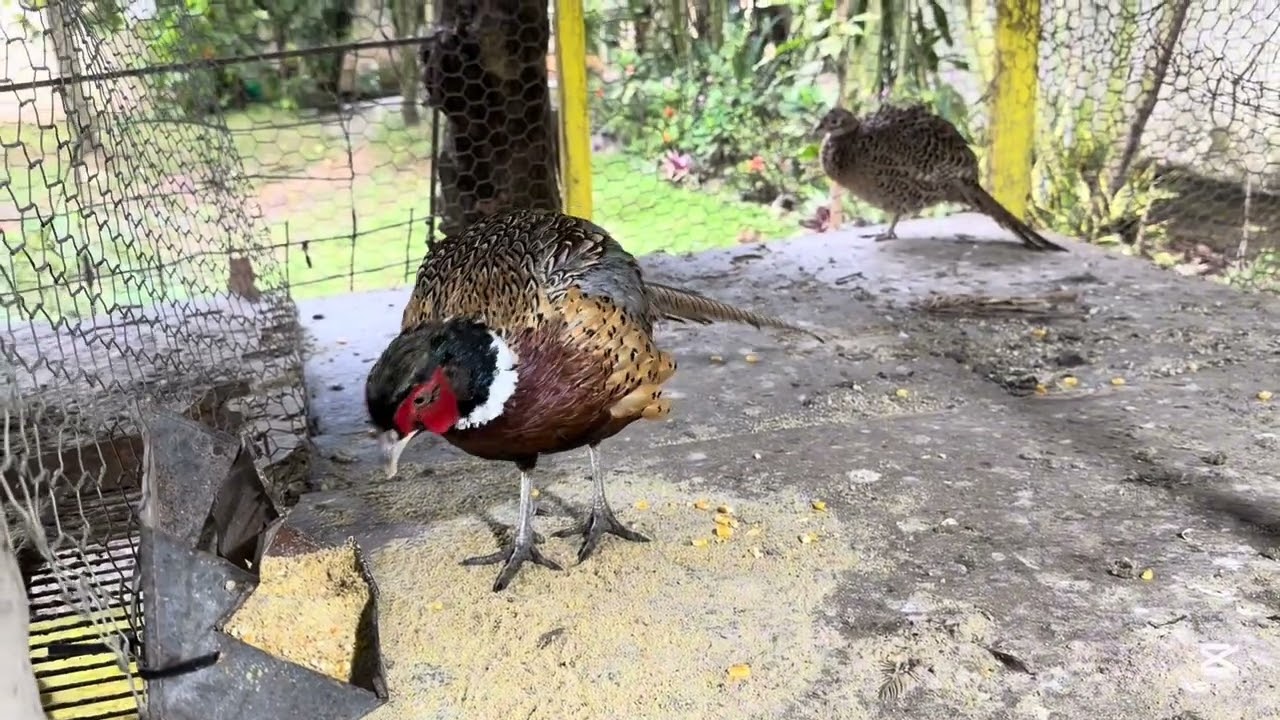 Un paseo por mi granja #gallinablanca #gallina gallinas 🐓 