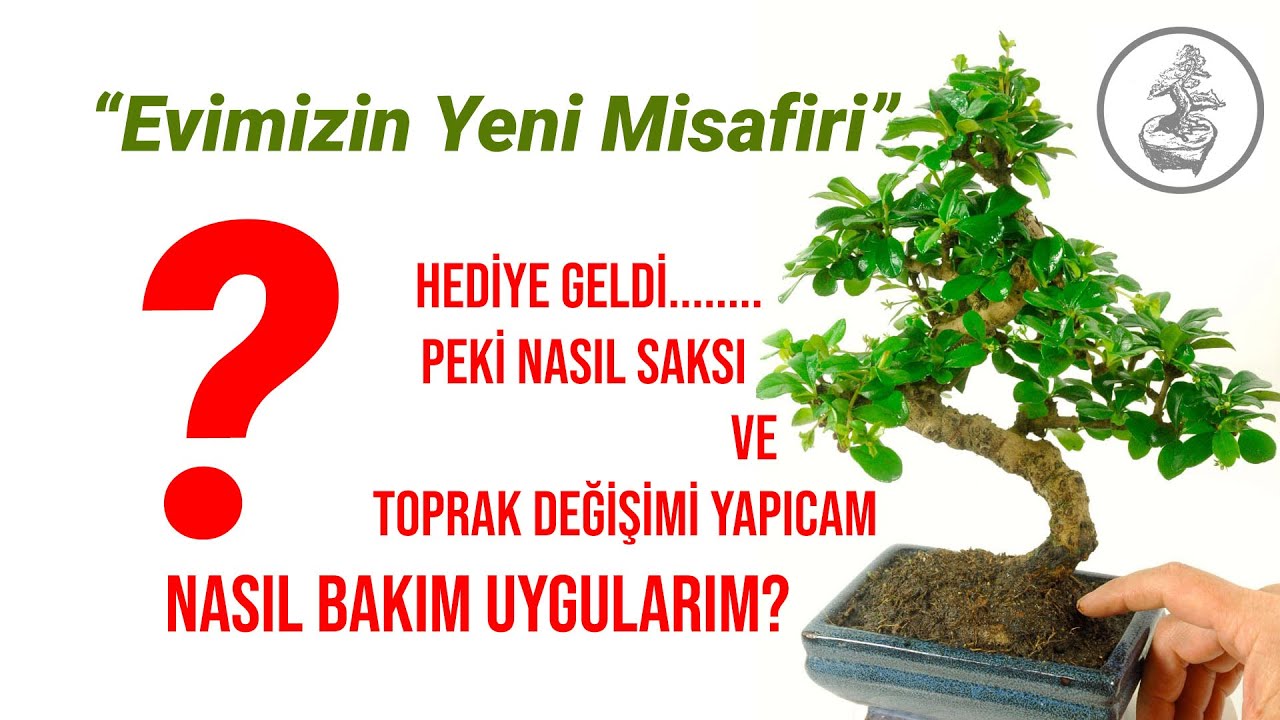 (Hediye Bonsai Bakım  Kılavuzu) Carmona Bakımı (Çiçeksepeti Bonsai Ağaçı bakımı) Tüm Yönleri ile
