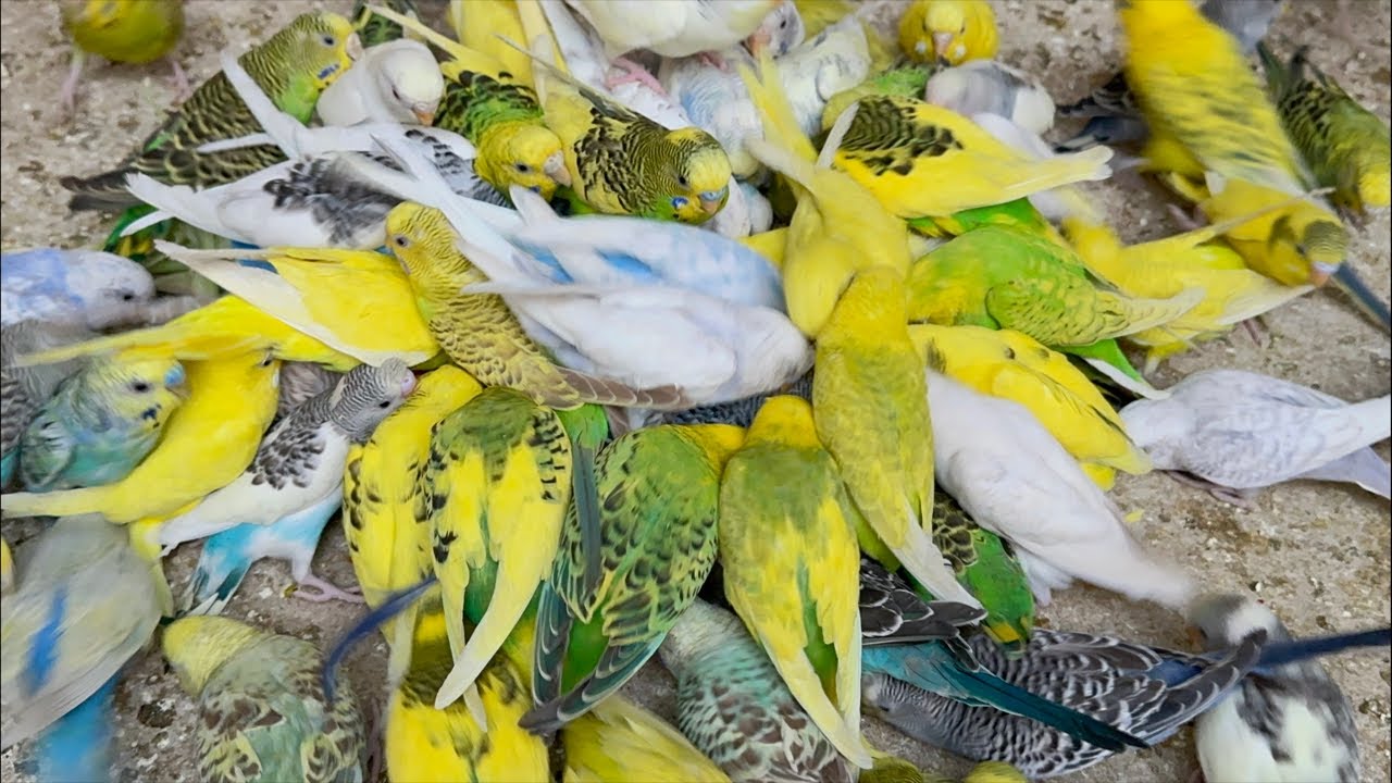 Most Hungry Budgies Getting Evening Time Diet Treat Most Angry To Fight Everyday