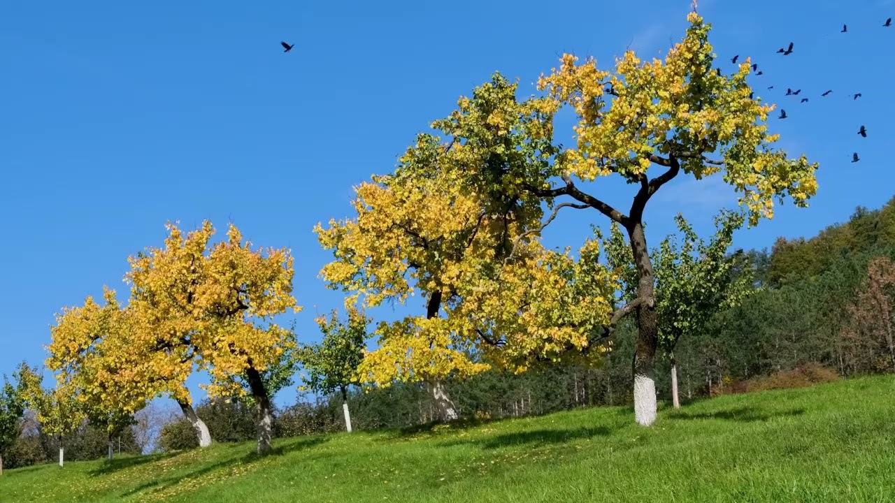 Soothing Piano Music for an Autumn Evening