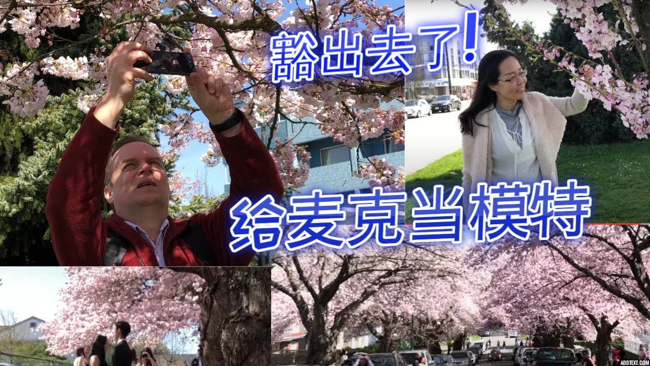 麦克老师显示摄影技术 温哥华樱花 Cherry Blossom Vancouver