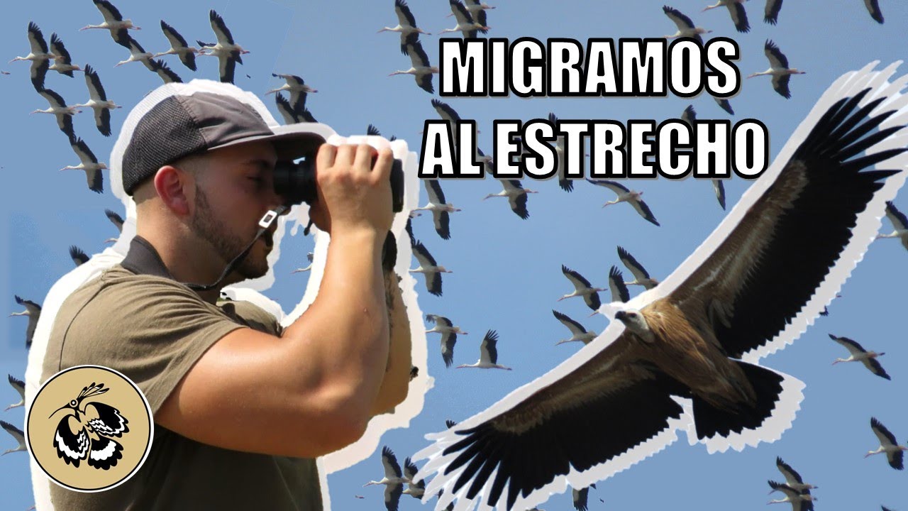 Migración de aves, las acompañamos al estrecho de Gibraltar