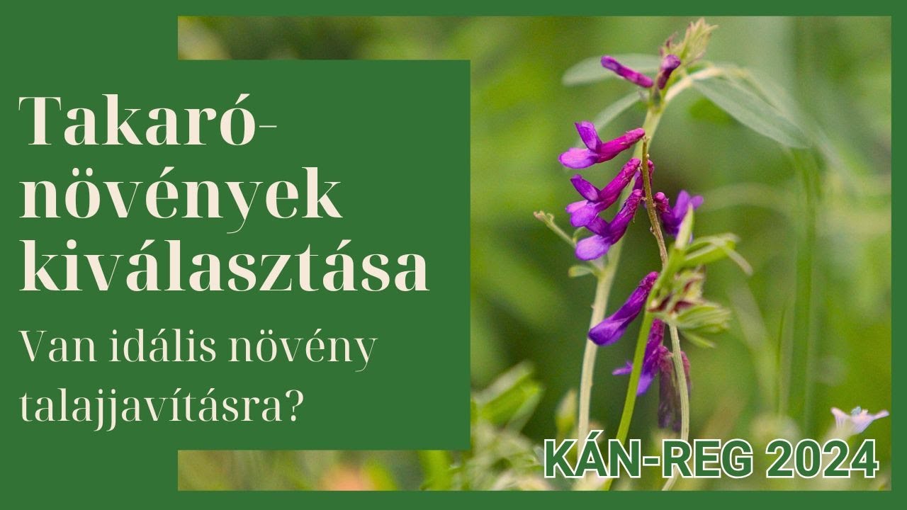 Takarónövény-keverékek kiválasztásának szempontjai - Van ideális talajjavító növény? - KÁN-REG 2024