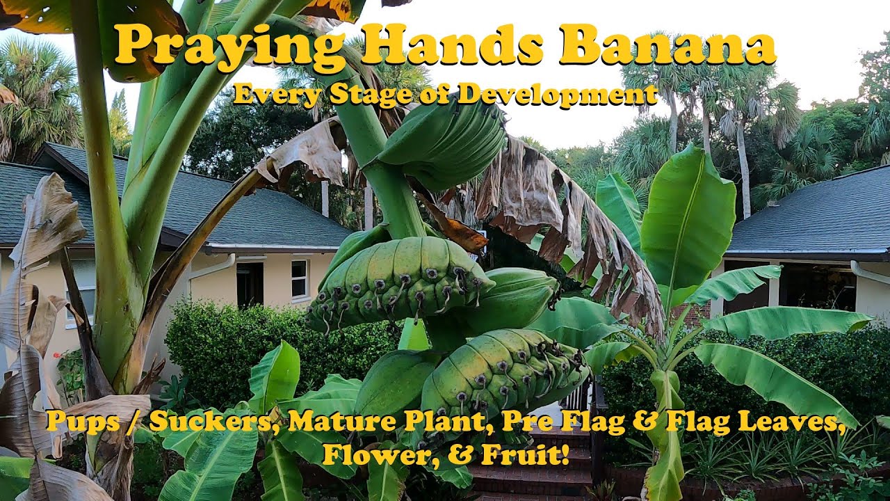 Praying Hands Banana | Every Stage of Development