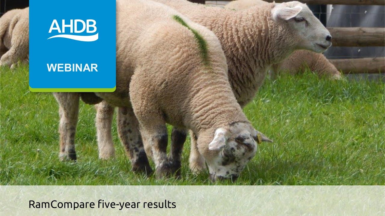 RamCompare five year results