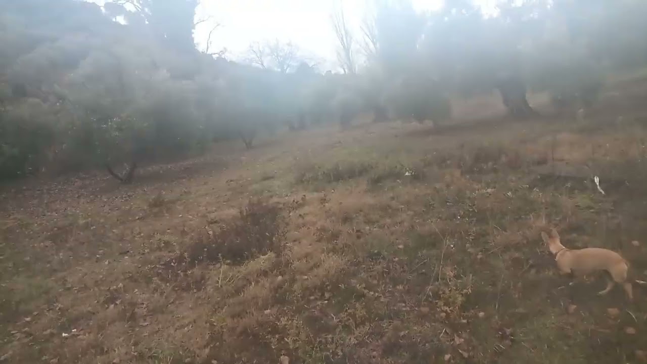 Futuro negro para nuestro olivar.