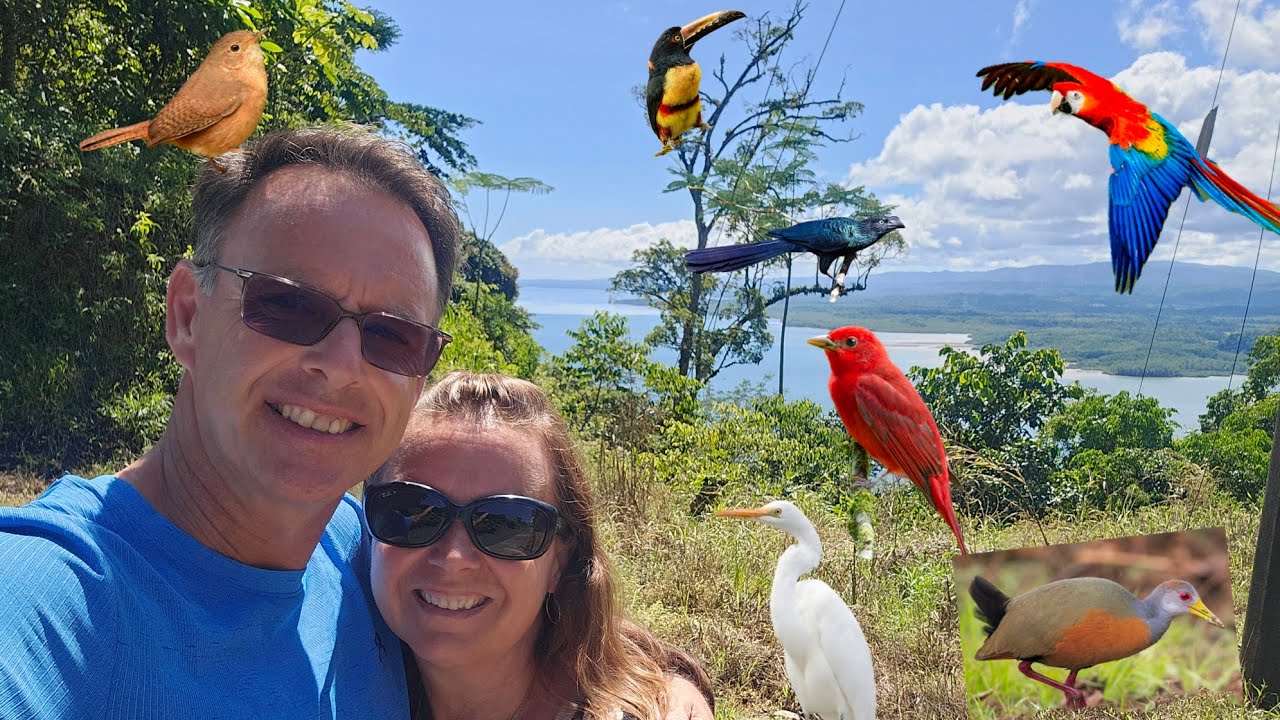 Cortes and Sierpe Costa Rica , Birds Birds Birds