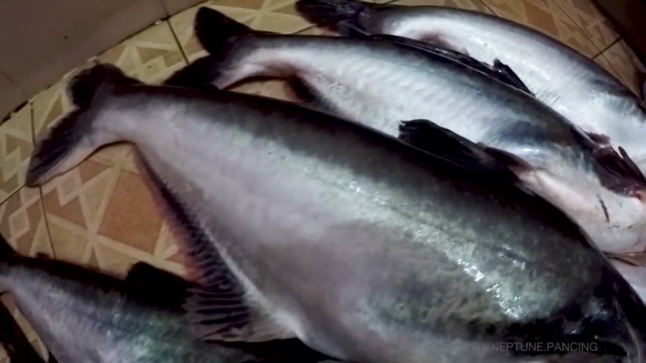 Mancing Borongan Full Ikan Patin Umpan Roti