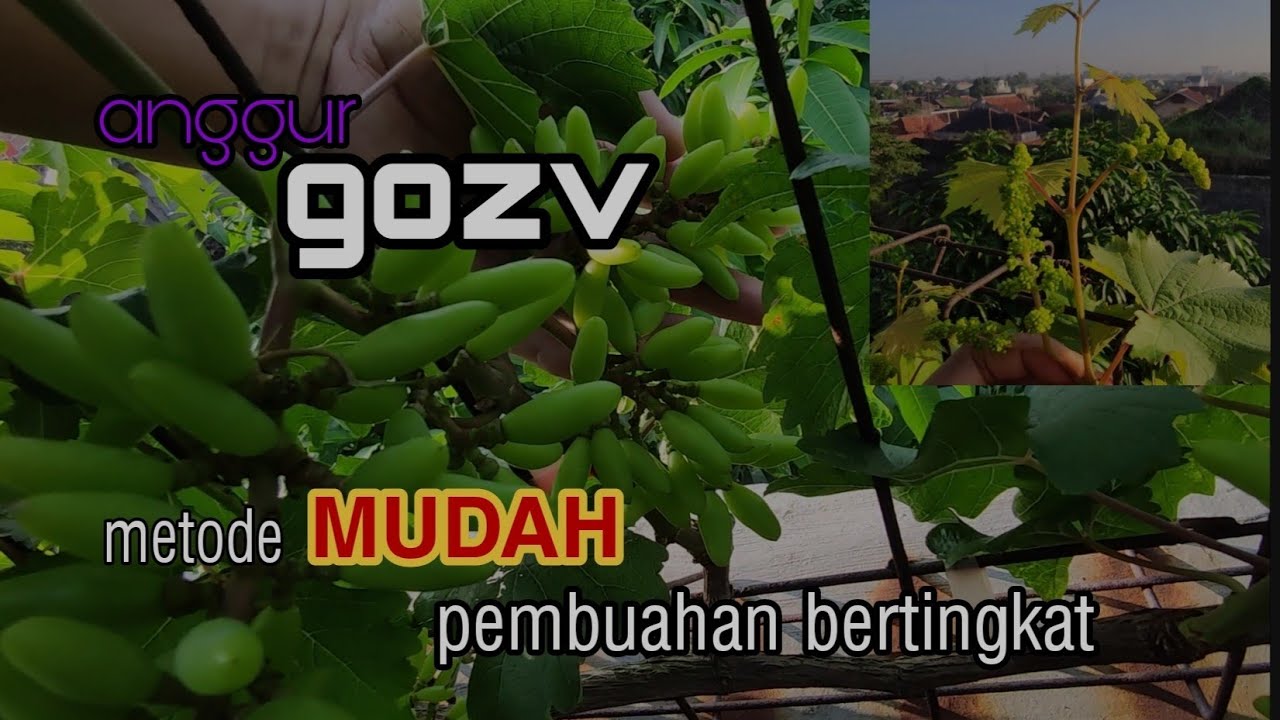 Anggur Gozv | Metode Pembuahan Bertingkat part 1 | Sistem Tralis