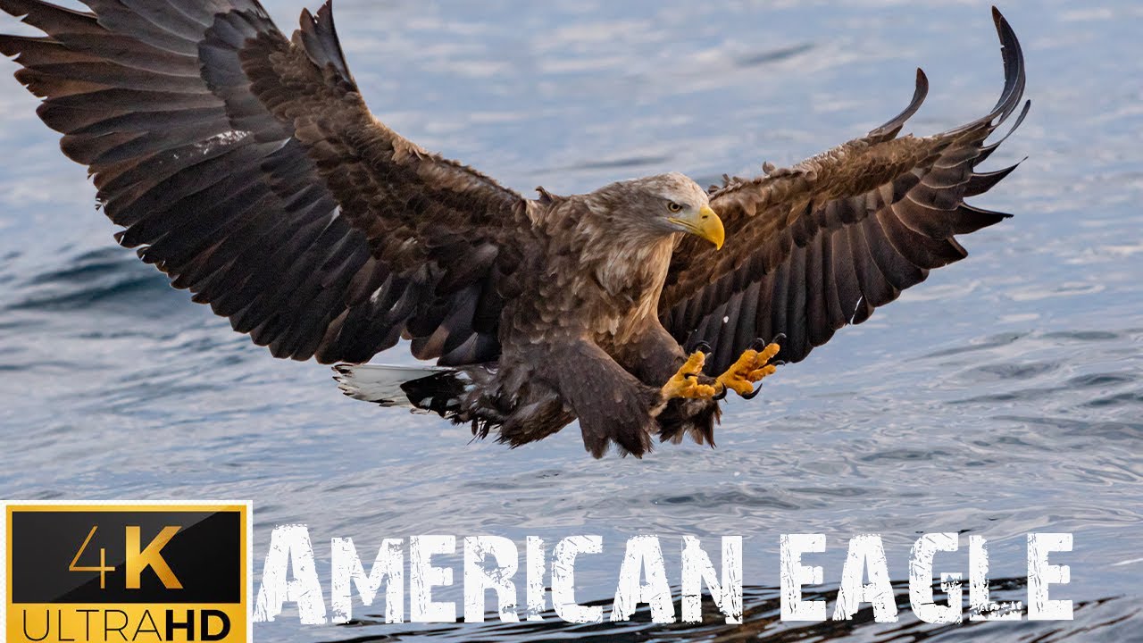 American eagle 4k ultra HD | #EAGLE #VIRAL VIDEO