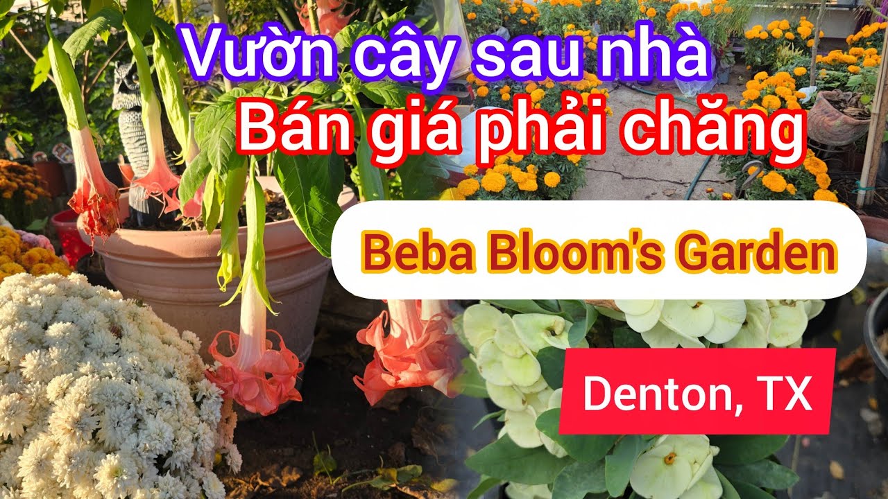 BEBA Blooming Garden – место, где можно купить красивые растения по доступным ценам для садоводов!