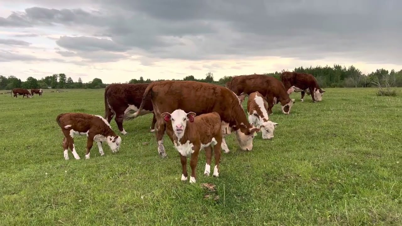 Готовим группу🐂под ИО #герефорд #ферма #осеменение #корова #отел #семя #бык #станок #группа #работа